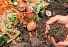 Sanremo, al via la distribuzione gratuita delle compostiere domestiche per gli iscritti all’albo comunale compostaggio