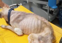 Maltrattamenti su un cane, intervento di Ambulanze Veterinarie: animale sequestrato e affidato alle cure di una clinica