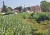 Vallecrosia al Mare, al via il piano estivo per il decoro urbano