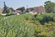 Vallecrosia al Mare, al via il piano estivo per il decoro urbano