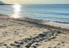 Caretta caretta, nuovo tentativo senza esito a San Lorenzo al Mare: in Liguria si attende il primo nido del 2026