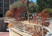 Imperia, il PD sui giardini di piazza Rossini: “Piante secche e lamentele da parte dei cittadini”