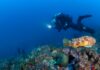 Santo Stefano al Mare, recuperate 300 chili di reti fantasma dalle Secche