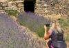 San Lorenzo al Mare e Dolcedo puntano su “La Strada della Lavanda” strade della lavanda