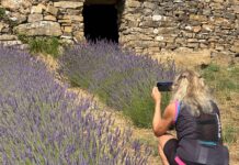 San Lorenzo al Mare e Dolcedo puntano su “La Strada della Lavanda” strade della lavanda