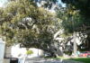 Bordighera, il Ficus macrophylla di piazza del Capo candidato ad albero monumentale