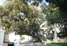 Bordighera, il Ficus macrophylla di piazza del Capo candidato ad albero monumentale