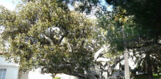 Bordighera, il Ficus macrophylla di piazza del Capo candidato ad albero monumentale