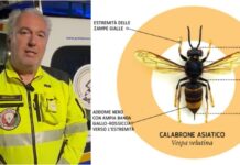 Imperia, prosegue la lotta alla Vespa Velutina. Centinaia gli interventi della Protezione civile protezione civile imperia - vespa velutina