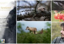 Fauna e flora delle Alpi Liguri si svelano nella mostra fotografica “Fuori sentiero” di Mattia Pizzolo mattia pizzolo
