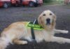 Addio a Zoe, il cane eroe dei Vigili del Fuoco di Imperia che operò tra le macerie del Ponte Morandi zoe