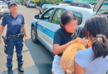 Diano Marina, cane disperso salvato dopo due giorni: era intrappolato in un condotto di scolo