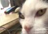 Imperia, la cittĂ sotto shock per la morte di “Gatto”, il micio del Cinema Centrale gatto cinema centrale imperia