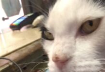 Imperia, la città sotto shock per la morte di “Gatto”, il micio del Cinema Centrale gatto cinema centrale imperia