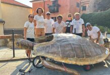 Una “Caretta caretta” avvistata al Parasio… ma è la tartaruga dei Delfini del Ponente protagonista di Imperiapolis delfini del ponente imperiapolis