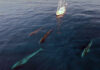 Santuario Pelagos, boom di avvistamenti: in due mesi oltre 130 incontri con cetacei nel primo bilancio Tethys