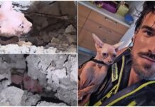 Perinaldo, gatto salvato dopo due giorni intrappolato in un’intercapedine. Ambulanze Veterinarie: “Ogni vita merita un’altra possibilità” Gatto Perinaldo Ambulanze Veterinarie