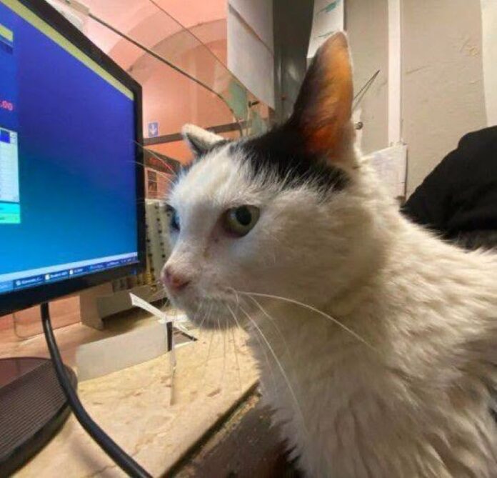 gatto gatto