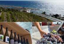 Vino, cambiano i gusti nel Ponente ligure. Risso (Cantine SanSteva): “Sempre più richiesta per rosati e vini più freschi e leggeri”