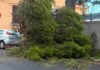 Imperia, ramo di un pino si abbatte sulla strada in via Nicolò Berio. Intervento dei Vigili del Fuoco