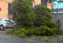 Imperia, ramo di un pino si abbatte sulla strada in via Nicolò Berio. Intervento dei Vigili del Fuoco