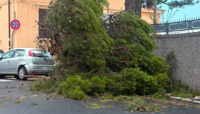 albero vvf9 ok