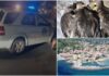 A San Lorenzo al Mare sono morti dodici germani reali, analisi di ASL e ARPAL sui corpi e le acque