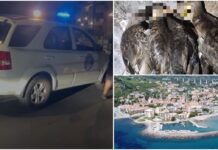 A San Lorenzo al Mare sono morti dodici germani reali, analisi di ASL e ARPAL sui corpi e le acque