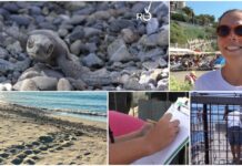 Nessun nido di tartaruga Caretta caretta individuato in provincia di Imperia, Fontanesi: “Normale calo fisiologico legato all’ecologia della specie” nidi caretta caretta