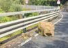 Pontedassio, masso precipita sulla provinciale in localitĂ Monti