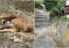 Imperia, allarme lupi a Barcheto. Sbranato un capriolo capriolo sbranato barcheto imperia