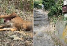 Imperia, allarme lupi a Barcheto. Sbranato un capriolo capriolo sbranato barcheto imperia