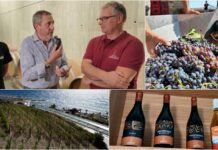 Vendemmia 2026, lo stress idrico anticipa la raccolta delle uve nel Ponente ligure. “Evitiamo vini piatti” vendemmia anticipata