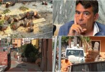 Imperia, pino tagliato in via Pirinoli. La protesta del consigliere Ivan Bracco pino tagliato via pirinoli imperia