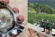 Alle Vele d’Epoca di Imperia ostriche spezzine e Pigato di Ranzo ostriche - pigato