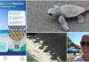 Caretta caretta, occhi aperti sulle spiagge liguri: cosa fare se si vede una tartarughina. “Non toccatele e chiamate il 1530” occhio alla traccia tartaruga caretta caretta