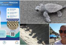 Caretta caretta, occhi aperti sulle spiagge liguri: cosa fare se si vede una tartarughina. “Non toccatele e chiamate il 1530” occhio alla traccia tartaruga caretta caretta