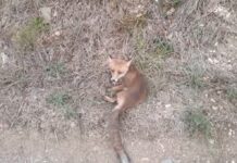 Sanremo, volpe con un grave trauma cranico soccorsa dalle Ambulanze Veterinarie volpe