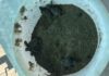Dalle spiagge di Andora emergono 6 tartarughine Caretta caretta: via al presidio dei Delfini del Ponente tartarughe caretta caretta