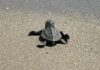 Dalle spiagge di Andora emergono 7 tartarughine Caretta caretta: via al presidio dei Delfini del Ponente tartarughe caretta caretta