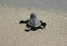 Dalle spiagge di Andora emergono 7 tartarughine Caretta caretta: primo nido dell’anno in Liguria tartarughe caretta caretta