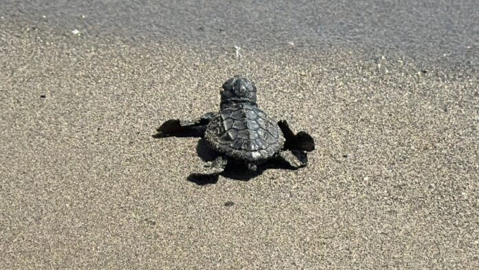 tartarughe caretta caretta tartarughe caretta caretta