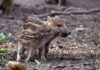 Lingueglietta, cuccioli di cinghiale abbattuti in gabbia: il Comitato Torrente San Francesco chiede chiarezza cinghiali