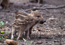 Lingueglietta, cuccioli di cinghiale abbattuti in gabbia: il Comitato Torrente San Francesco chiede chiarezza cinghiali