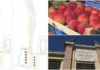 Imperia, ridefinita l’area del mercato di Oneglia: piazza Doria resta fuori, nuovi spostamenti in piazza Goito mercato oneglia