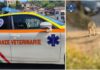 Cane colpito con calci e pugni in provincia di Imperia: presentato un esposto per presunto maltrattamento cane maltrattato