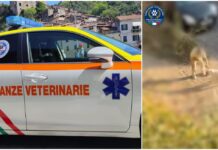Cane colpito con calci e pugni in provincia di Imperia: presentato un esposto per presunto maltrattamento cane maltrattato