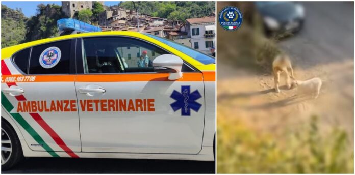 cane maltrattato cane maltrattato