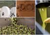 Badalucco, al Frantoio Roi il 5 ottobre riparte la stagione della frangitura delle olive: “Ghe semu, franzemu” frantoio roi