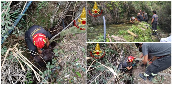 Sanremo, vitello cade in un vascone d’acqua a Verezzo_ salvato dai Vigili del Fuoco dopo quattro ore